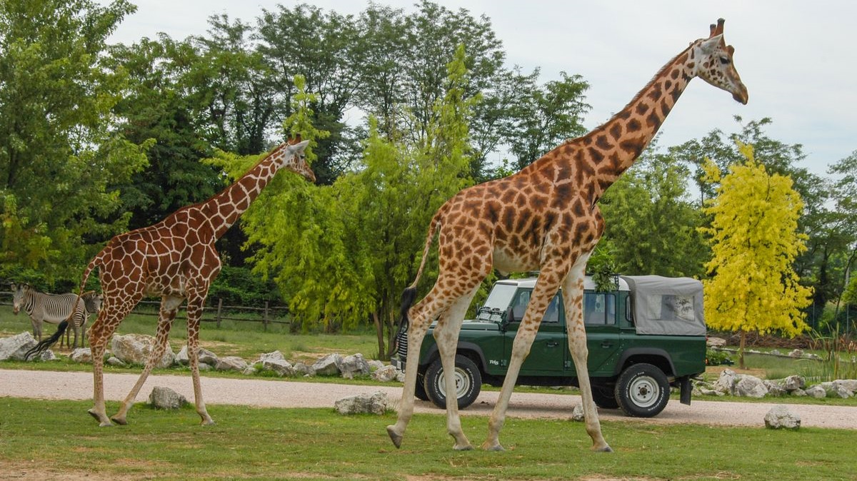 zoo safari natura viva verona